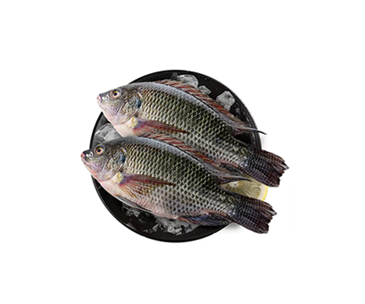 Frozen Tilapia