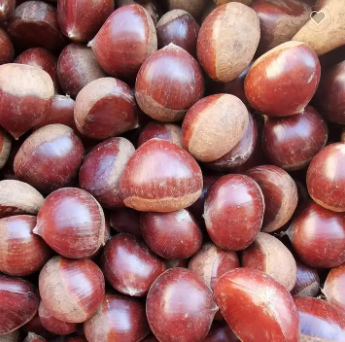Chestnut